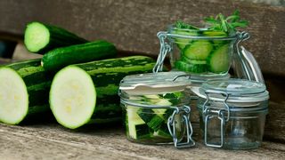 Das „Gurken-Virus“ Cucurbit aphid-borne yellows virus (CABYV) wurde 1988 in Frankreich entdeckt und infiziert Kürbisgewächse wie Gurken, Zucchini oder Kürbis. Eine Infektion geht mit teils massiven Ernteeinbußen einher. (Symbolbild) (gemeinfrei)