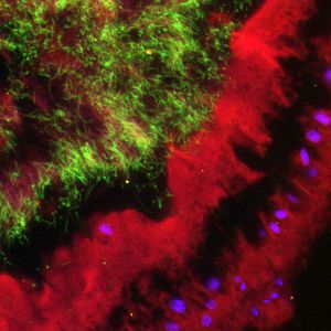 (Bild: Sailendharan Sudakaran / Max-Planck-Institut für chemische Ökologie)