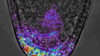 BOKU-Forscher haben in Pflanzen einen Signalweg identifiziert, der grundlegende Funktionen der Zelle mit Anpassungsprozessen verknüpft. (Bild: BOKU Wien)