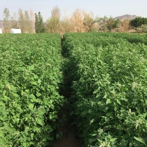 ((c)  Prof. Mark Tester und Dr. Ihsanullah Daur)