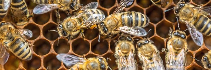 Als Modellorganismus für Bestäuberinsekten diente die Honigbiene (Apis mellifera). (Bild:  André Künzelmann / UFZ)