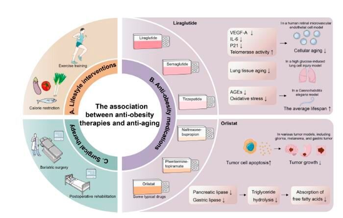 Current treatment options for obese patients primarily include lifestyle interventions, anti-obesity medications, and surgical therapy. (Source: Genes & Diseases)