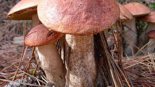 Rotkappen (Leccinium spec.) sind für ihre intensiv gefärbten Fruchtkörper bekannt. Dirk Hoffmeister, Professor für Pharmazeutische Biologie, widmet sich in Jena der Biosynthese dieser Pigmente.  (Bild: Hoffmeister)