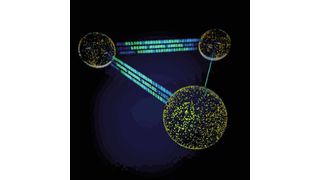 Illustration der verwendeten Mikroschwimmer und dem Informationsfluss zwischen diesen. (Prof. Dr. Frank Cichos)