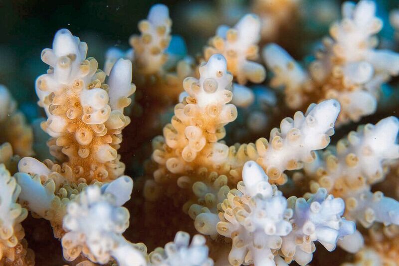Eine Kolonie der Spezies Acropora im zentralen Roten Meer (Anna Roik)