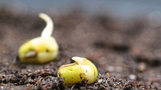 Keimende Mungbohnen-Samen (Bettina Richter)