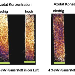 Abb. 2: Sauerstoffkonzentration im Testgefäß über der Algenzellschicht (grüne Linien) bei (A) 21% und (B) 4% Sauerstoff in der Umgebungsluft. Gelbe Farbbereiche deuten hohe, blaue Bereiche niedrige Sauerstoffkonzentrationen an.