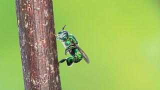 Männchen der Prachtbiene Euglossa dilemma beim typischen Schauverhalten an einer Sitzwarte im Flugkäfig in Florida. In den verdickten Hinterbeinen befindet sich der Duftsammelbehälter. (Bild: Thomas Eltz)