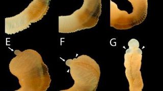 Head regeneration of the hemichordates, Ptychodera flava: Uncut, intact animal through post-amputation and regenerated status, which showed a new head (G) approaching final size to match original body is attached to original anterior cut stump. Arrowheads showed the newly regenerated section. (Humphreys et al.)