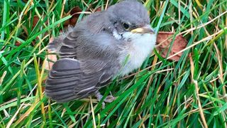 Neben Wildvögeln können sich auch Menschen mit Usutu-Viren anstecken und das häufiger als gedacht. (Georg Mair/Vetmeduni Vienna)