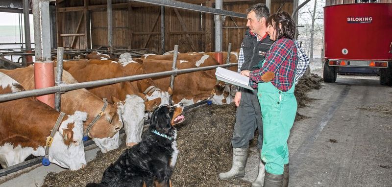 Abb.1: Angestellte des TGD sind u.a. vor Ort im Stall tätig, etwa um Proben zu nehmen und akute Krankheitsfälle zu monitoren. Die Komplexität der verschiedenen Aufträge kann gut im LIMS abgebildet werden.(Bild:  TDG Bayern)