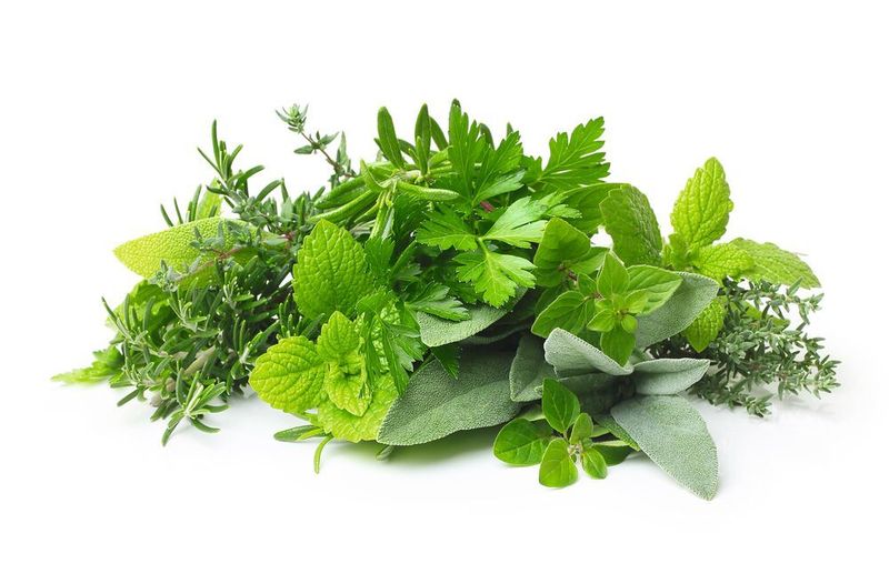 1 Pyrrolizidine alkaloids in herbs can be harmful for consumers. (©Valentina R. - stock.adobe.com)
