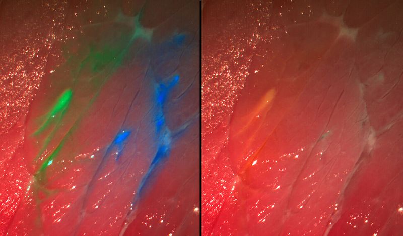 Links: Die neue Kamera zeigt mit Fluoreszenzfarbstoffen eingefärbte Strukturen an (hier: blaue und grüne Bereiche). (Bild: Fraunhofer IPA)