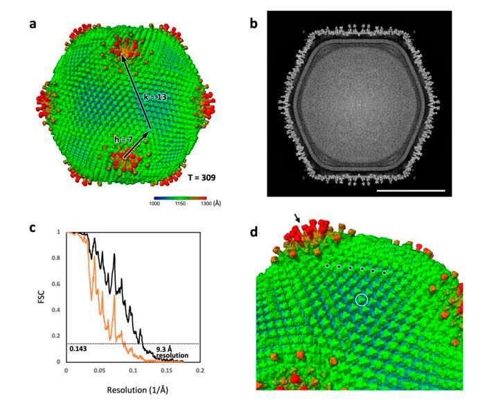 A joint research team discovered and characterized ushikuvirus, a new giant DNA virus that infects vermamoeba. This image (a) shows the 3D reconstruction of the virus, highlighting its spiked capsid (d). The finding further supports the nuclear virus origin hypothesis, which proposes that viruses played a role in the evolution of eukaryotic cells. (Source:  Kazuyoshi Murata/ National Institute of Natural Sciences (NINS))
