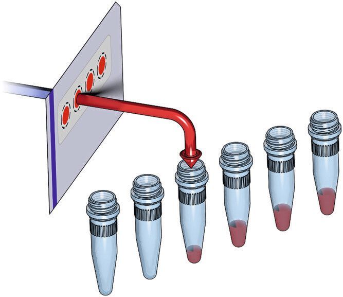 Abb. 3: Schematische Darstellung der DBS-Extraktion nach dem Flow Through Desorption (FTD)-Prinzip  (Bild: Andre Knoop et al. [1])