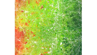 Mikroskopische Aufnahme der Verbreitung von Bakterien (Grün) entlang eines Hyphengeflechts (Weiß). Diese Bakterien entstehen durch Gentransfer  über den direkten Kontakt von Bakterien, die in unterschiedlichen Richtungen auf den Hyphen unterwegs sind (Rot und Schwarz). (Berthold et al. 2016 in Scientific Reports)