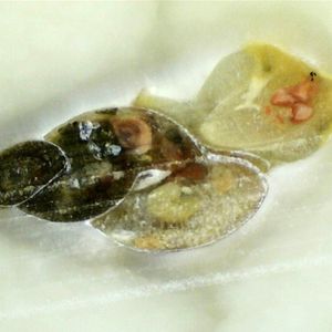 Die nicht eingefärbte Spitzschlammschnecke