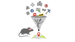 Türsteher des Gehirns: Körnerzellen filtern Informationen, um das Navigationssystem in unserem Kopf nicht zu überlasten. Dies legen Versuche mit Mausmodellen nahe. (Bild: Rieger / IST Austria)