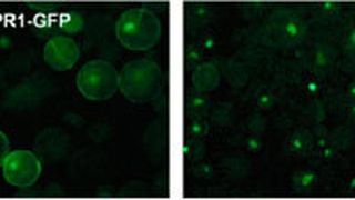 NPR1 (markiert mit GFP) wandert nach der Aktivierung durch Stickoxid in die Zellkerne.  (Bild: Helmholtz Zentrum München)