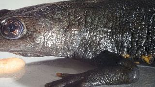 Kammmolche wie dieser wurden von Forschern der Universität Jena beim Kauen beobachtet. (Jan-Peter Kasper/FSU)