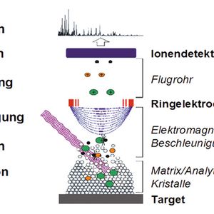 Die ankommenden Signale werden in Abhängigkeit ihrer Flugzeit (Time Of Fight) zu einem Massenspektrum umgeschrieben. Da sich Mikroorganismen in ihren Massenspektren unterscheiden, bietet dies die Grundlage für eine Keimidentifizierung.
