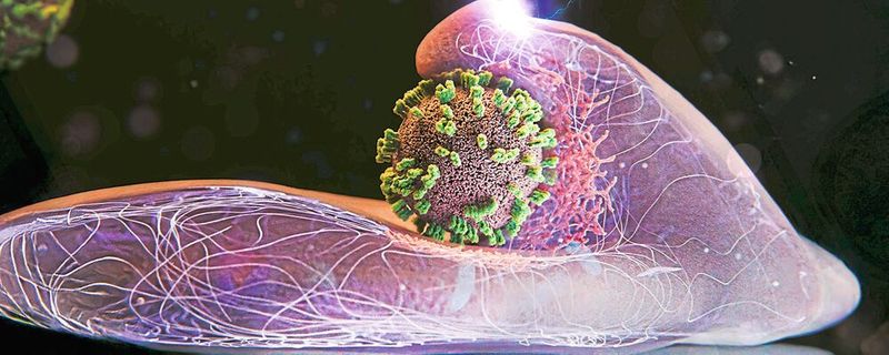 Zellen helfen aktiv mit, Influenzaviren einzufangen und einzuverleiben. Hier ist eine Zelle und in der Bildmitte ein Virus dargestellt(Bild:  Emma Hyde / ETH Zürich)