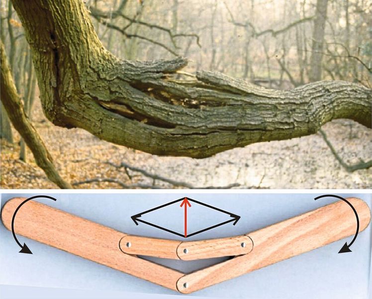 Abb. 3: Auch Querspannungen, die sich aus dem Vektorparallelogramm ergeben, können insbesondere Faserverbunde spalten, wie dieser „Unglücksbalken“ zeigt. Eingebrachte Querfasern können dies verhindern.  (C. Mattheck)