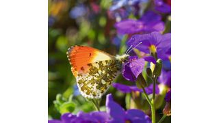 Der Aurorafalter (Anthocharis cardamines) ist laut Analyse der Wissenschaftler:innen die einzige Tagfalterart in der EU, für die eine signifikante Zunahme verzeichnet werden kann. (Bild: Ulrike Schäfer)