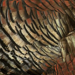 (Bild: Georg Oleschinski/Uni Bonn)