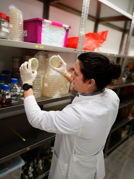 Wissenschaftler kontrolliert bakterielles Wachstum nach Phytase-Screening. (G. A. Castillo Villamizar)