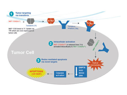 Abb. 2: Wirkmechanismus von NKP-1339: Das Antikrebsmittel wird über Transferrin in die Tumorzelle eingeschleust. (Grafik: Bernhard Keppler)