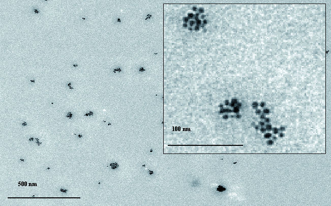 3b	 TEM-Aufnahme der im Pflanzenschutzspray enthaltenen Silber-Nanopartikel. (Archiv: Vogel Business Media)