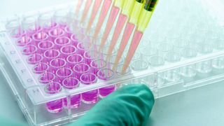 Zellkulturplatten sind in der Biomedizin unverzichtbar, um Zellkulturen zu züchten oder organische Tests außerhalb eines lebenden Organismus durchführen zu können. (©kazoo80 - stock.adobe.com)