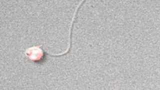 Abbildung 1: Zebrafischspermium. Der Zebrafisch (Danio rerio), auch als Zebrabärbling bekannt, ist ein beliebtes Tiermodell in der biomedizinischen Forschung.  (MNS / caesar)