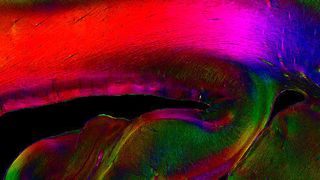Der Hippocampus, ist eine der in besonders viele Funktionen involvierten Regionen des Gehirns. In diesem bildausschnitt ist seine Struktur sichtbar gemacht mit dem in Jülich und Düsseldorf entwickelten Verfahren PLI (Polarized Light Imaging). (Forschungszentrum Jülich / Markus Axer)
