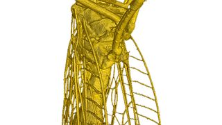 Das weltweit erste Bild einer Fliege, die mit einem rein lasergestützten Phasenkontrast-Röntgentomographie-Bildverfahren aufgenommen wurde. Zusammengesetzt ist es aus rund 1500 Einzelbildern. Es werden selbst feinste Details dreidimensional dargestellt. In einem konventionellen Röntgenbild würden sie unsichtbar bleiben. (Bild: Karsch/Pfeiffer)