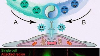 Mit einem Mikrofluidik-System regen Forscher aus China punktuell Zellen an, indem sie freie Radiakle erzeugen und auf die Zelloberfläche führen. (Wiley-VCH, Angewandte Chemie, DOI: 10.1002/ange.202016171)