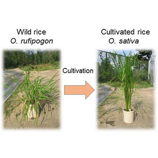 Cultivated rice was developed from wild rice, which is a weed. Cultivated rice was developed from wild rice, which is a weed.