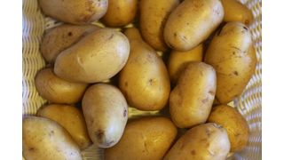 Die biogenen Reststoffe, wie etwa Kartoffelschalen, werden zunächst mit nachhaltigen mechanischen Verfahren und grünen Lösungsmitteln in ihre Einzelbestandteile zerlegt. (Bild: Kartoffeln Sorte Nicola / Freud / CC BY-SA 4.0 / Wikimedia Commons)