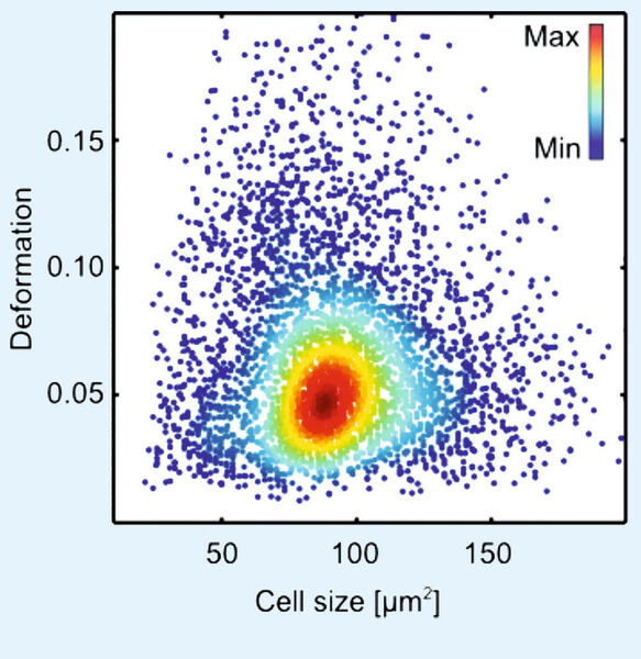 Die Real-Time Deformability Cytometry wird eingesetzt, um in wenigen Minuten den mechanischen Fingerabdruck von Blut zu untersuchen. Dabei fließen Zellen mit 10 cm/s von rechts nach links durch eine mikrofluidische Kanalstruktur. Die Breite des Bildausschnitts beträgt 1,5 mm. (Zellmechanik Dresden)