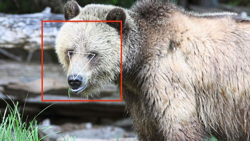 BearID-Projekt: Die Tier-Gesichtserkennungssoftware erkennt und markiert sofort das Gesichtsdreieck aus Augen und Nase eines jeden Bären.