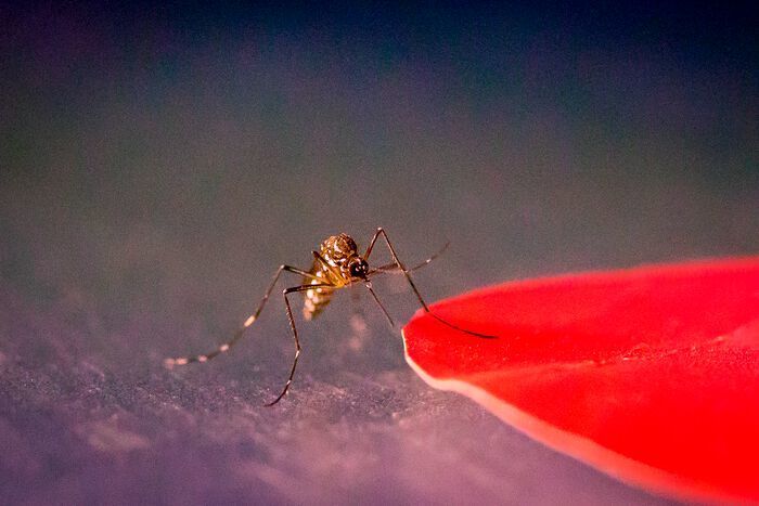 New research shows that Aedes aegypti mosquitoes are attracted to specific colors, including red. (Kiley Riffell)