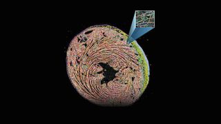 Ein Zelltyp-Atlas mit räumlicher Auflösung auf der Ebene einzelner mRNA-Moleküle zeigt das Zusammenspiel von Zelltypen während der Herzgewebereparatur nach einem Infarkt. (Bild: Andy Chan / Uni Würzburg)