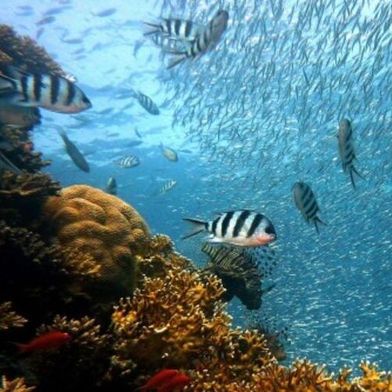 A new study offers a 500-million-year perspective on how photosymbiosis has shaped coral success.  (Source: University of Bristol )
