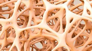 Von der Natur abgeschaut und auf technische Entwicklungen übertragen: Die Gestaltoptimierung ist ein lastadaptives Berechnungsverfahren und hat das Ziel, eine homogene Spannnungsverteilung und damit ein dauerfestes Bauteil zu erreichen. (©adimas - stock.adobe.com)