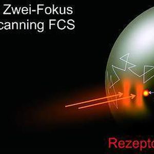 Abb. 2: Prinzip der Modularen Scanning-Fluoreszenz-Korrelations-Spektroskopie:  A  Herkömmliche FCS;  B  Zwei-Fokus-FCS misst Beweglichkeit der Rezeptoren und Größe des Beobachtungsbereiches;  C  Zwei-Farben-FCS misst Konzentration der Rezeptoren und der Rezeptor-Liganden-Komplexe.