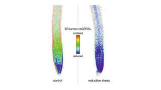 Die Abbildung zeigt zwei Wurzelspitzen der Ackerschmalwand, Arabidopsis thaliana, die in der Studie als Modellpflanze diente. Die Zellen enthalten einen Biosensor (roGFP2iL) im Endoplasmatischen Retikulum (ER), der den Redoxzustand vor Ort ausliest und in der rechten Wurzel reduktiven Stress anzeigt. (Markus Schwarzländer, Philippe Fuchs)