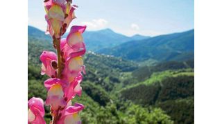 Ein Löwenmäulchen in Katalonien. Nick Barton und sein Team haben Tausende dieser Pflanzen für ihre Forschung untersucht. (Bild: ISTA)