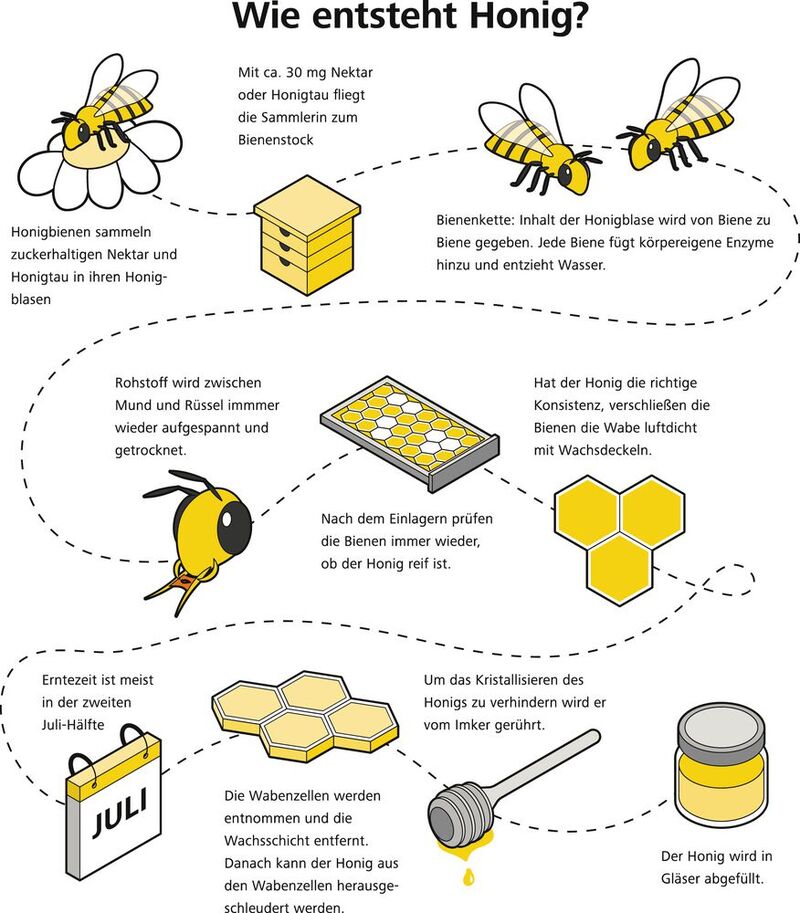 Abb.2: Von der Biene zum Honig