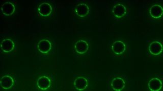 Fluorescence image of amphiphiles concentrated at the edges of micropillars on a microstructured surface. (Source: Aizenberg Lab/Harvard SEAS)
